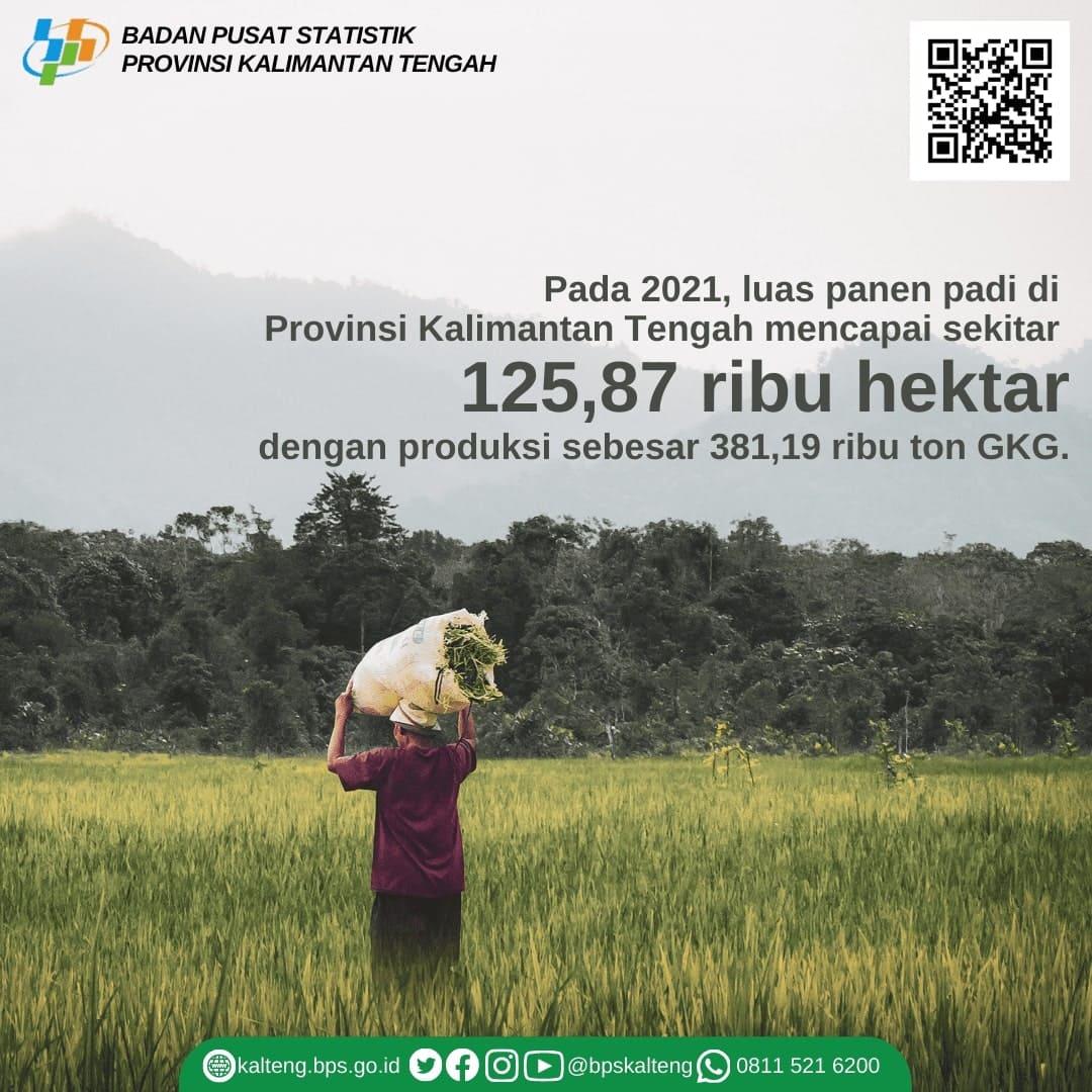 Luas panen padi di Provinsi Kalimantan Tengah mencapai 125,87 ribu hektar dengan produksi sebesar 38